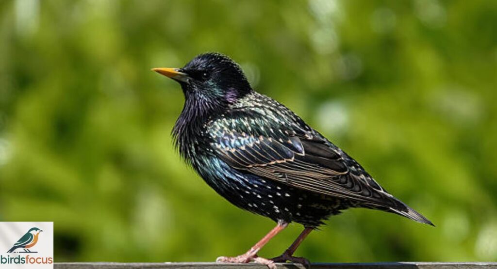 European Starling