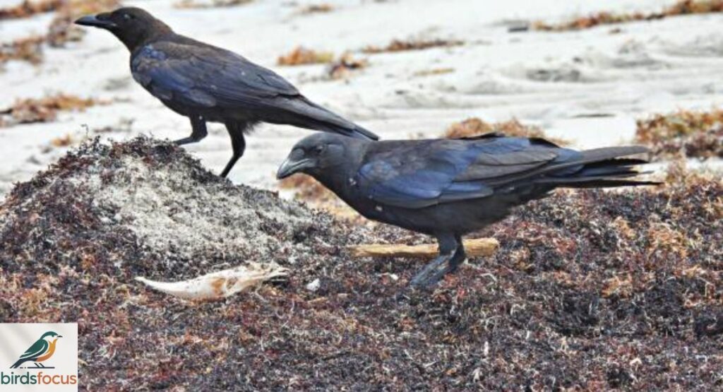 Fish Crow