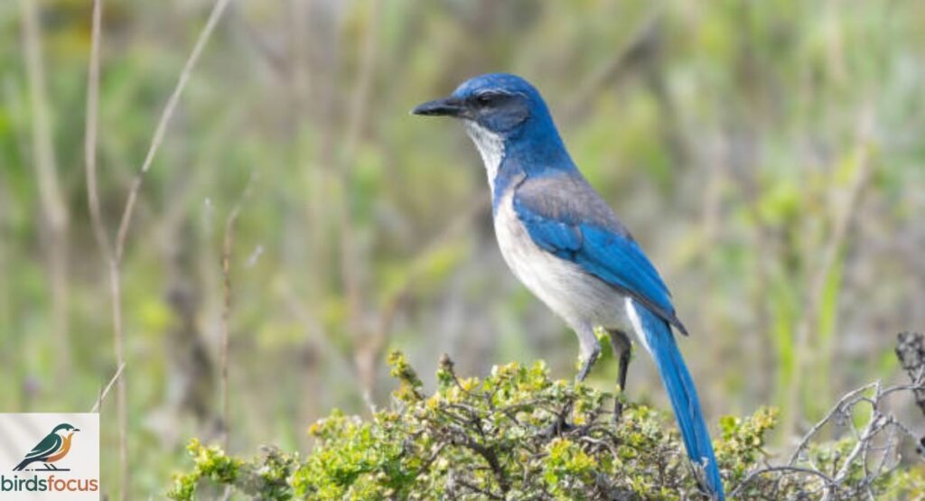 Florida Scrub Jay