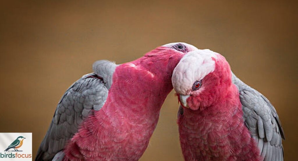 Galah
