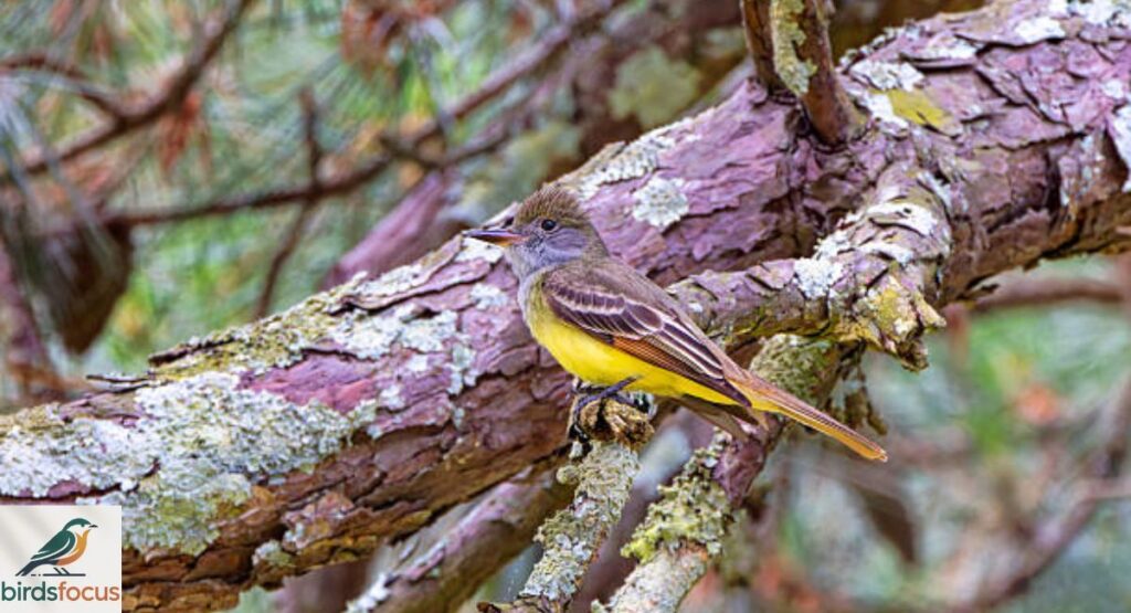 Great Crested Flycatcher