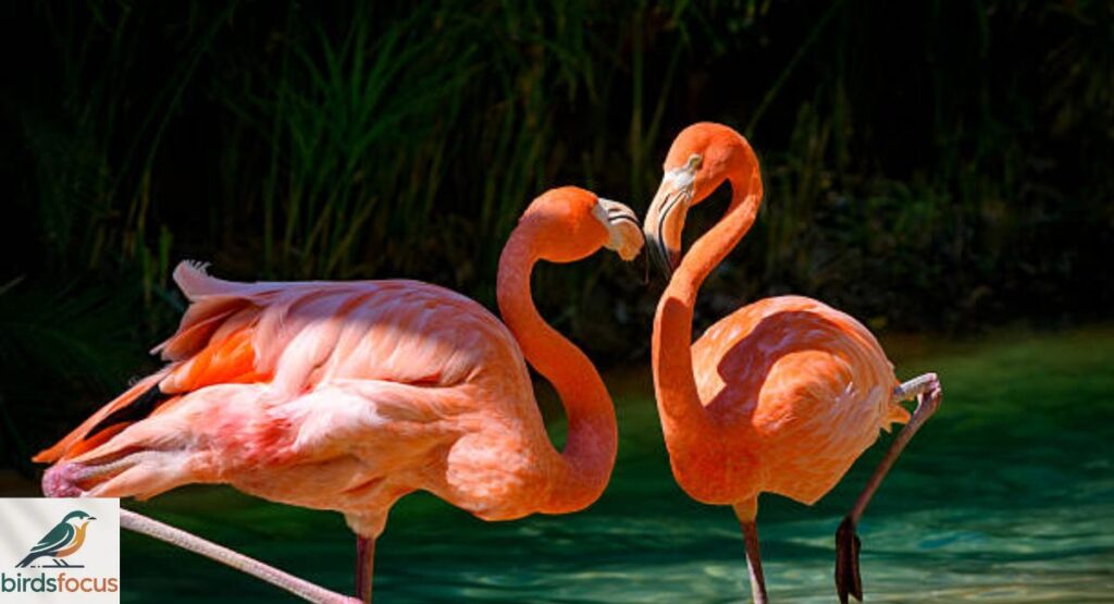 Greater Flamingo