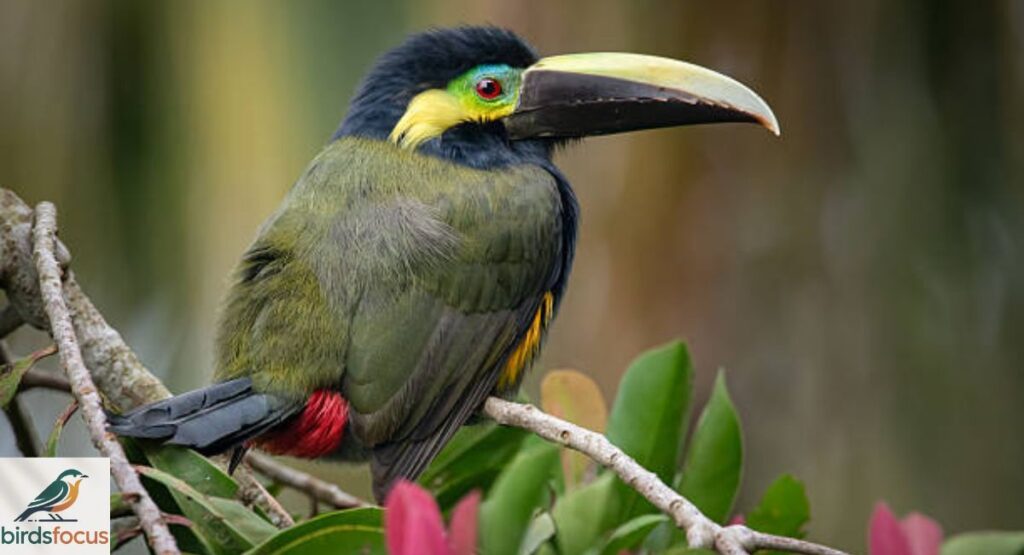 Green Aracari