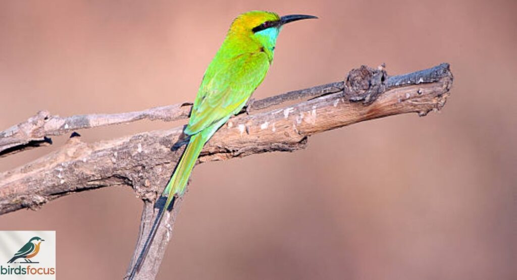 Green Bee-eater