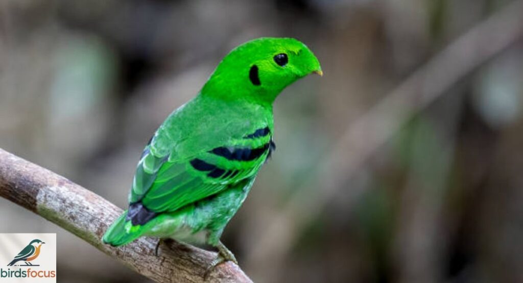 Green Broadbill
