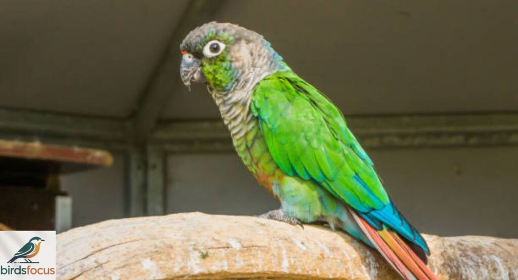 green-cheek-conure