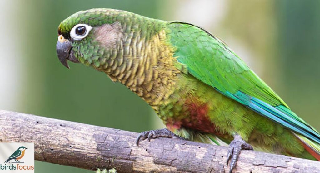 Green Conure