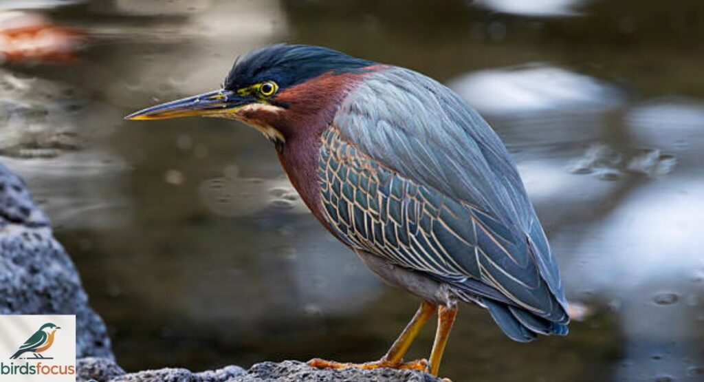 Green Heron