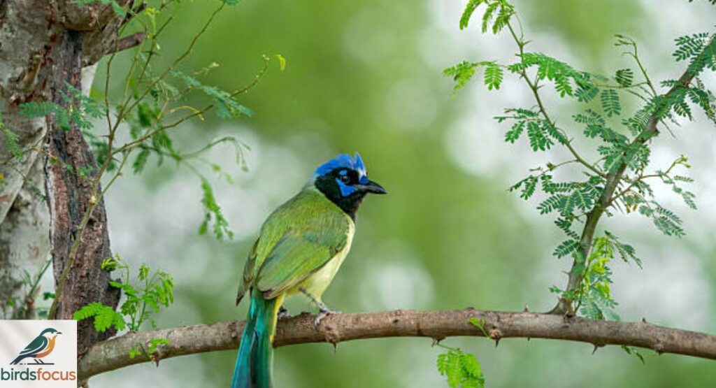 Green Jay