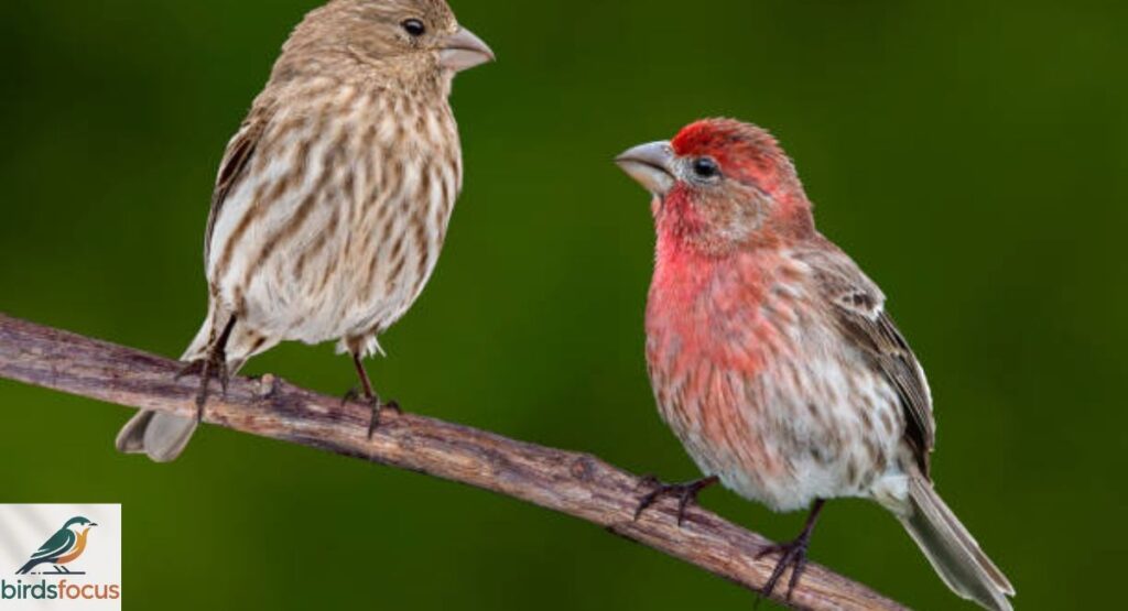 House Finch
