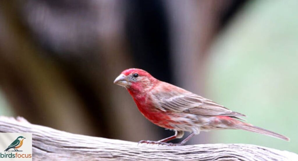 House Finch
