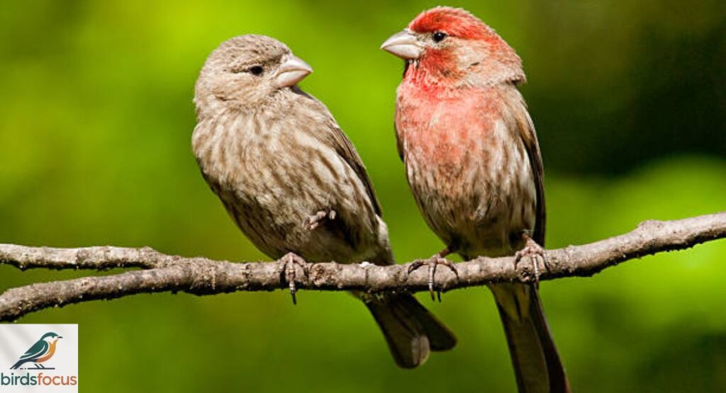 House Finch (Female)