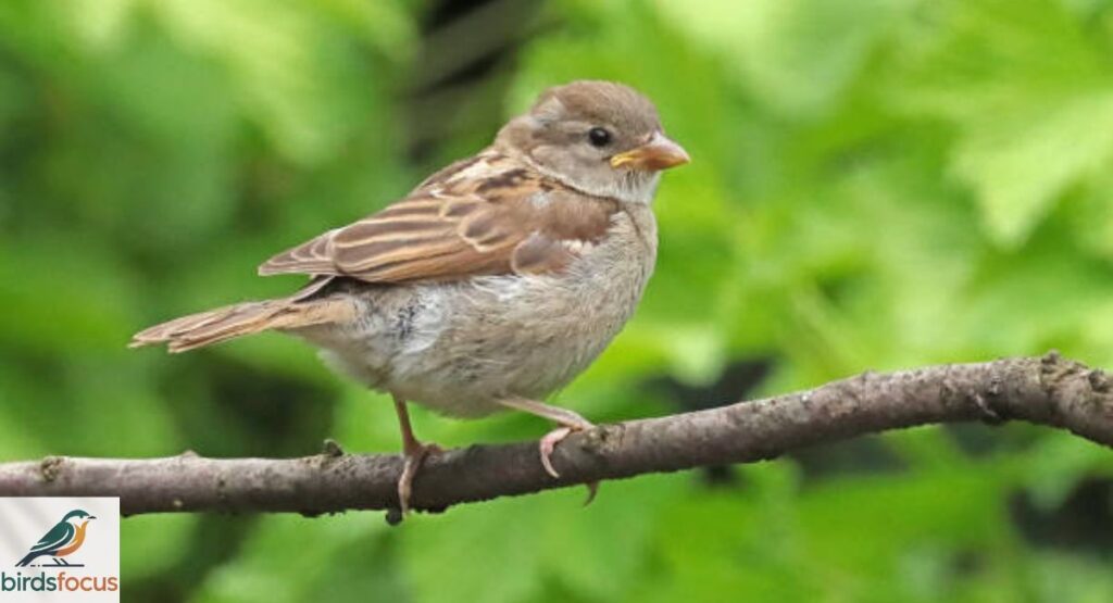 House Sparrow