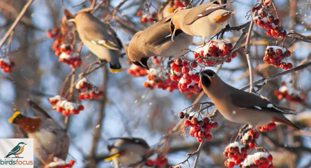 How to Attract Rare Birds