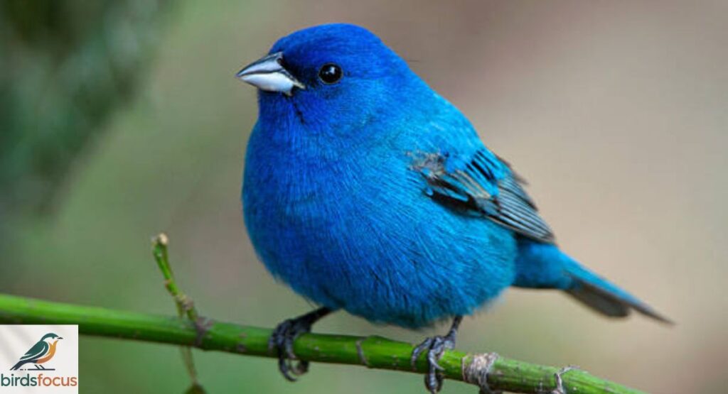 Indigo Bunting