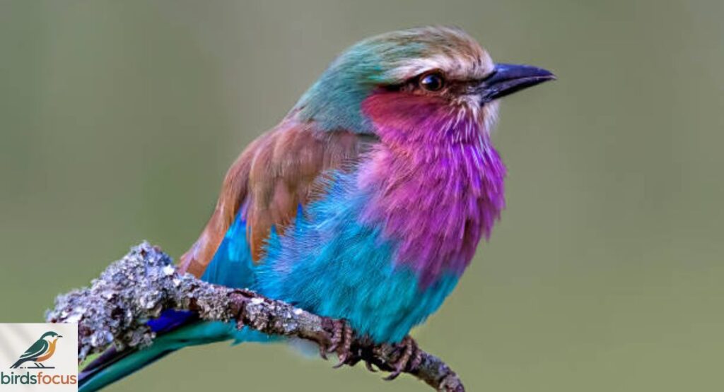 Lilac-breasted Roller