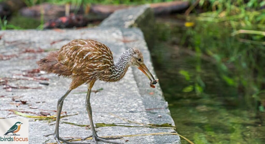 Limpkin