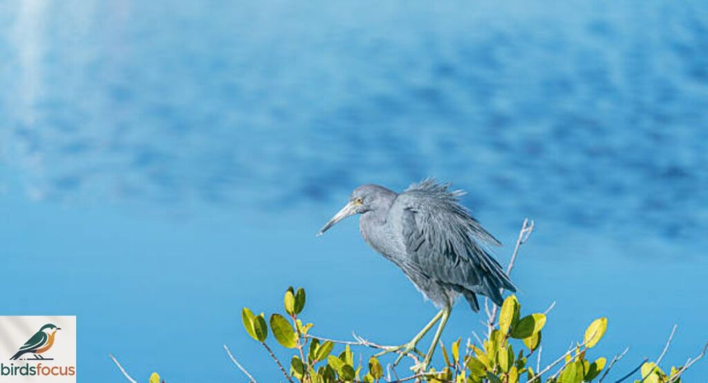 Little Blue Heron