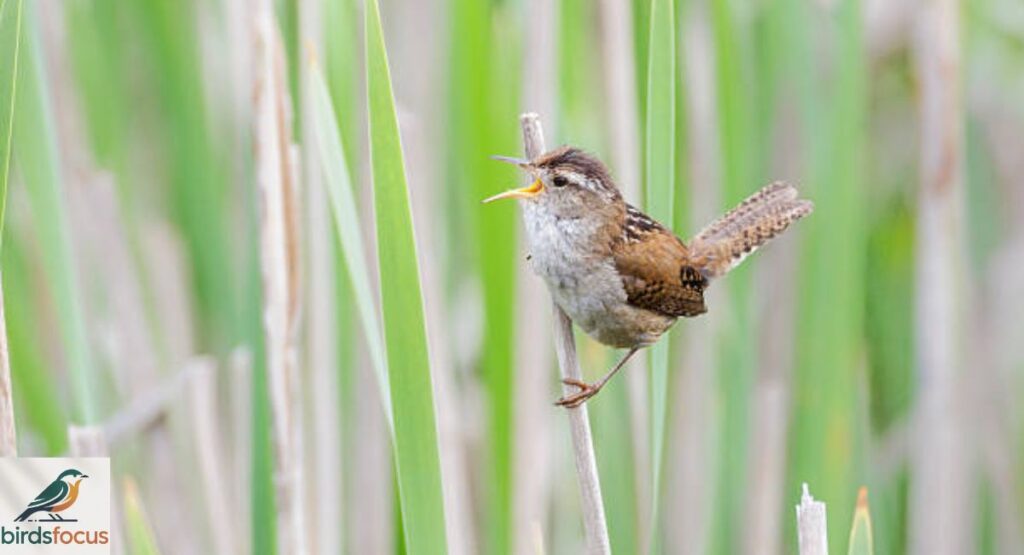 Marsh Wren