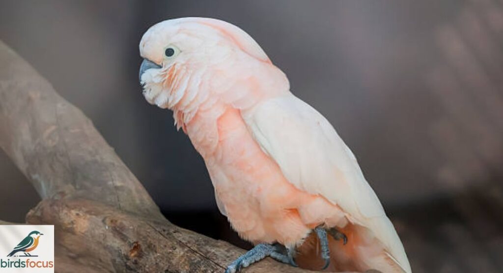 Moluccan Cockatoo