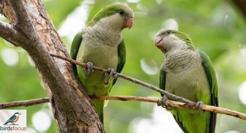 Monk Parakeet