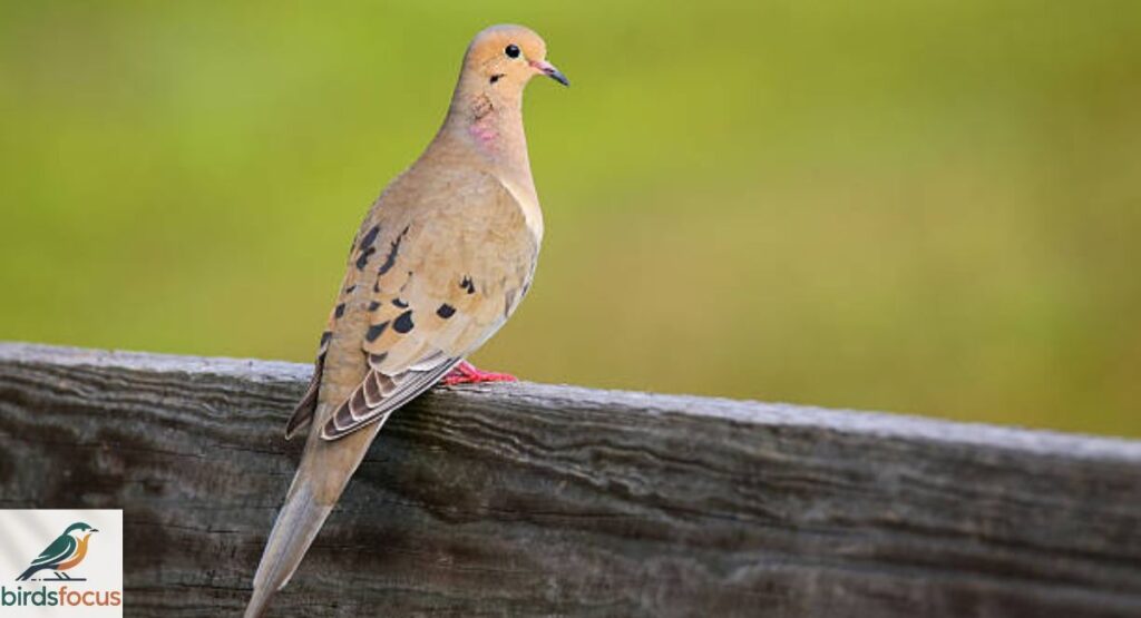 Mourning Dove