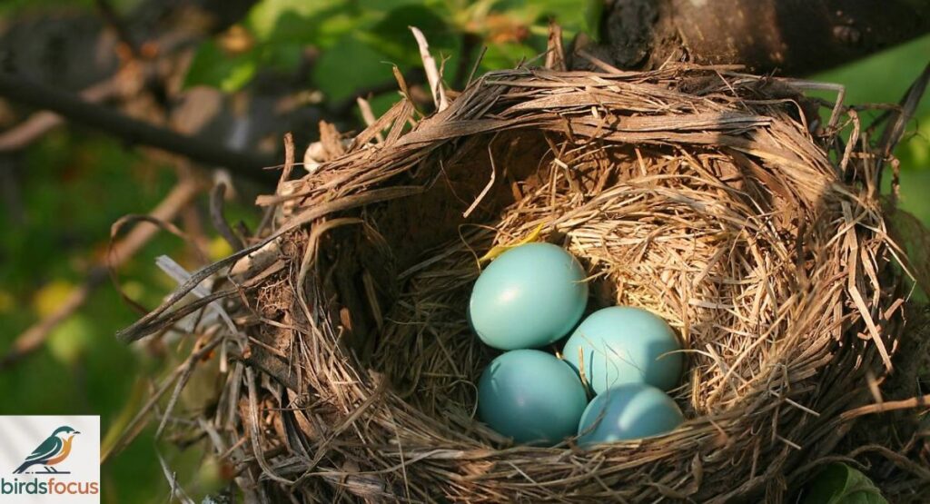 Nesting Opportunities for Birds
