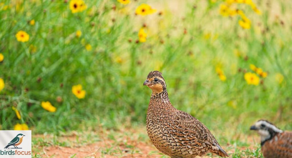 Northern Bobwhite