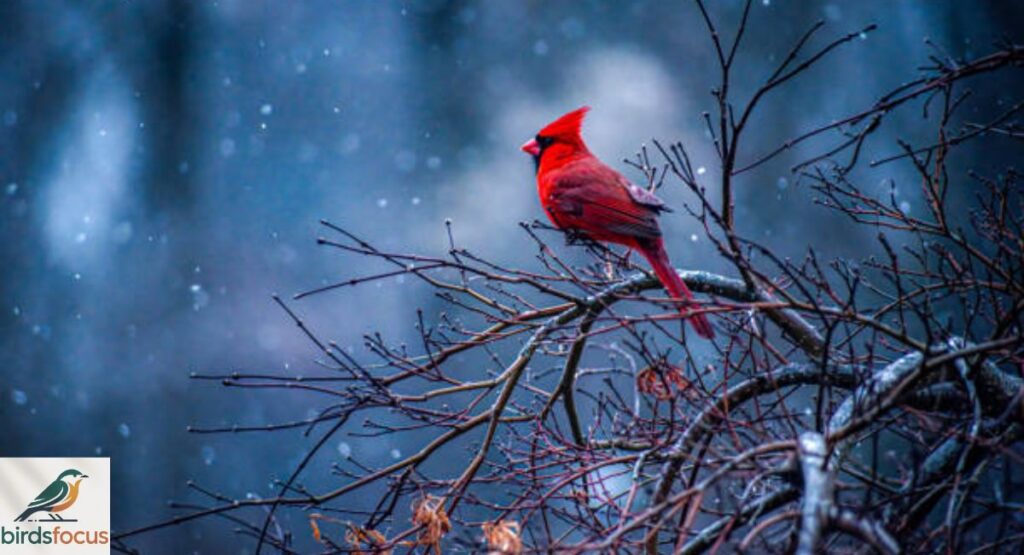 Northern Cardinal