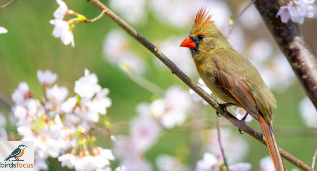 Northern Cardinal (Female)