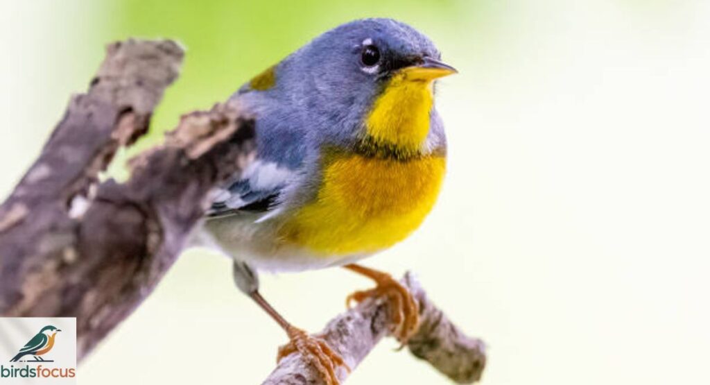 Northern Parula
