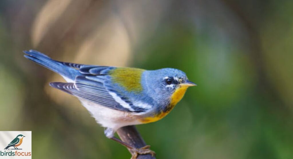 Northern Parula