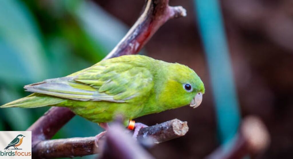 Pacific Parrotlet