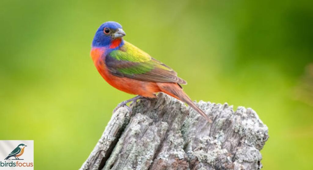 Painted Bunting