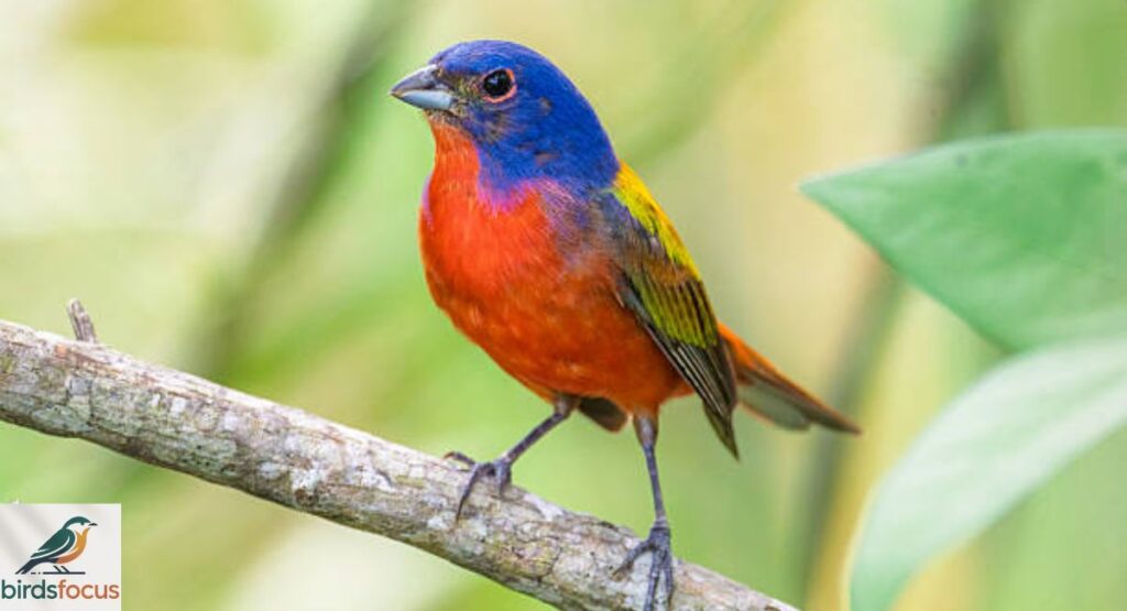 Painted Bunting