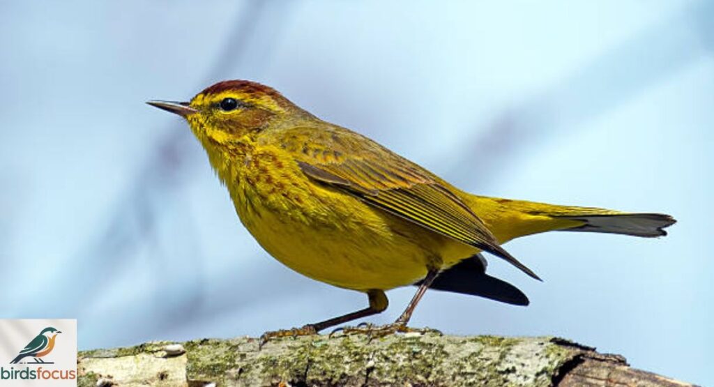 Palm Warbler