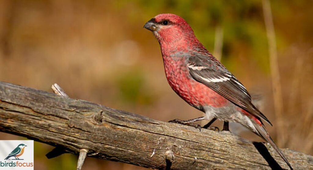 Pine Grosbeak