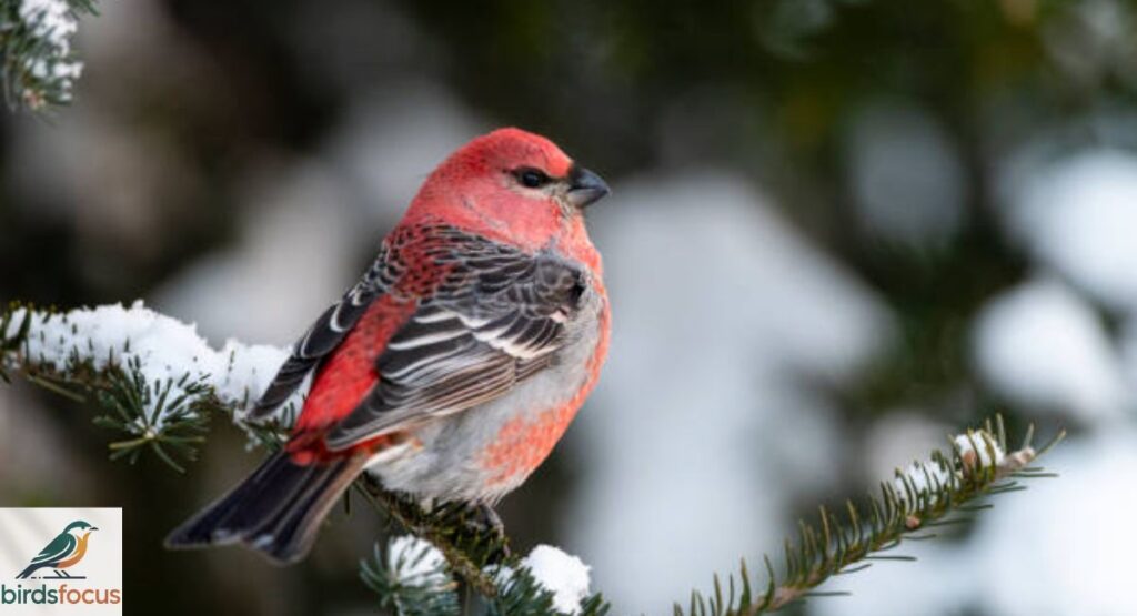 Pine Grosbeak
