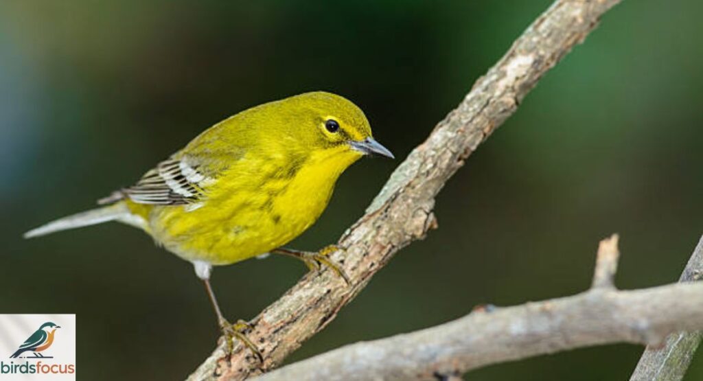 Pine Warbler