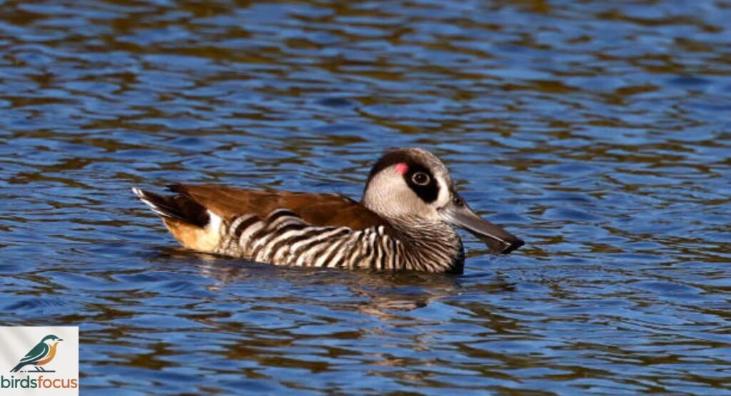 Pink-eared Duck