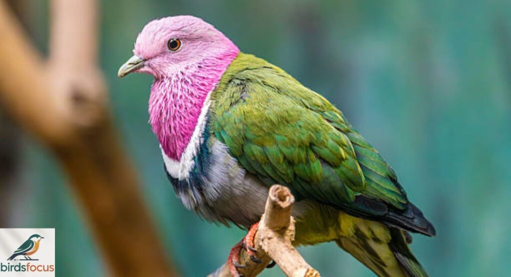 Pink-headed Fruit Dove