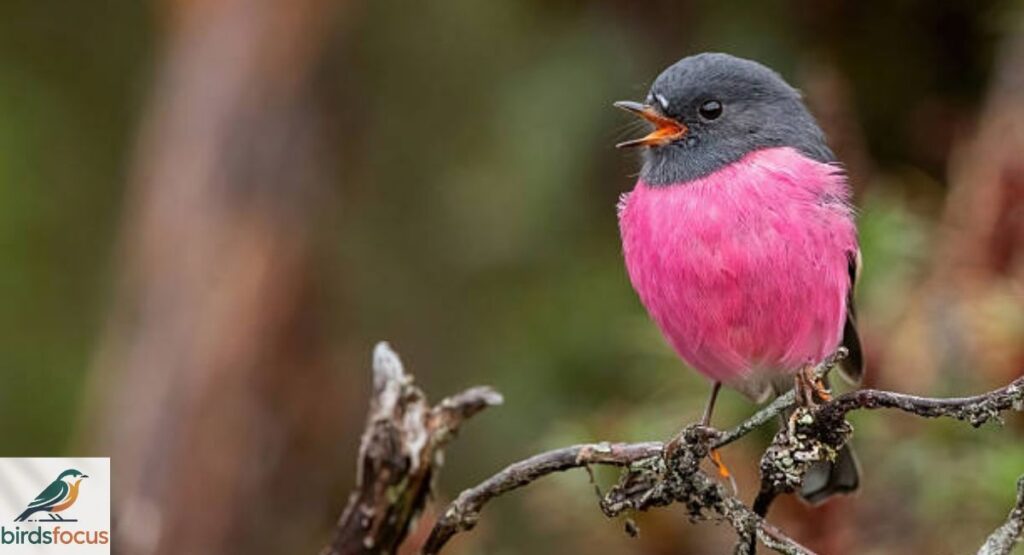 Pink Robin