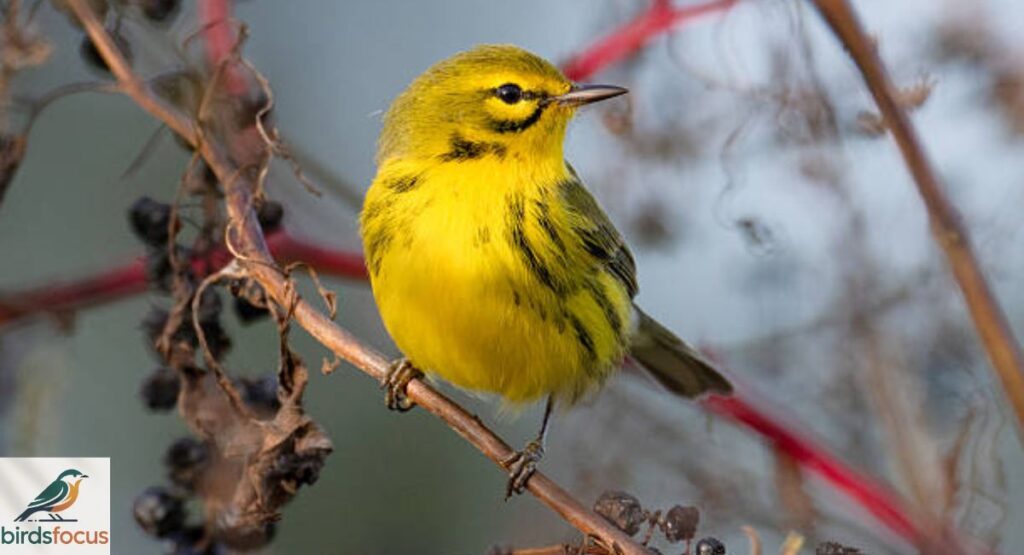 Prairie Warbler