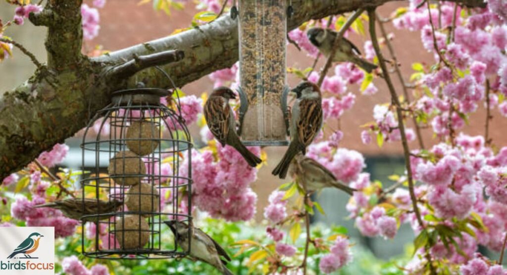 Providing the Right Food for Different Bird Species