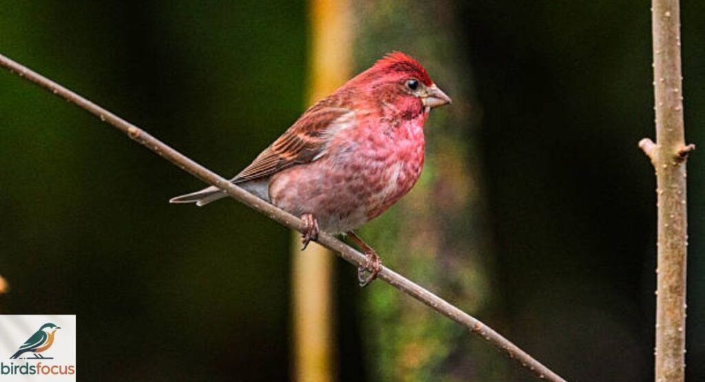 Purple Finch