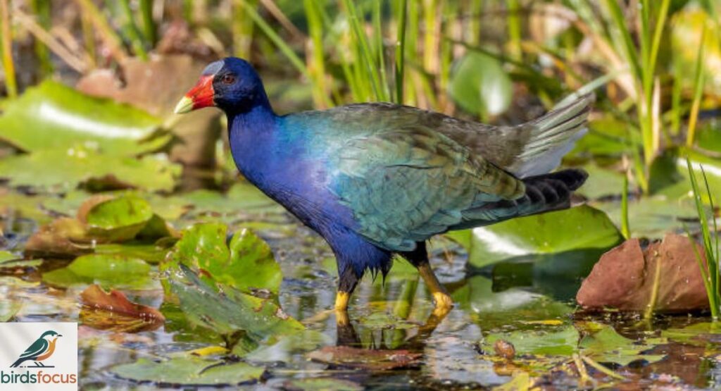 Purple Gallinule