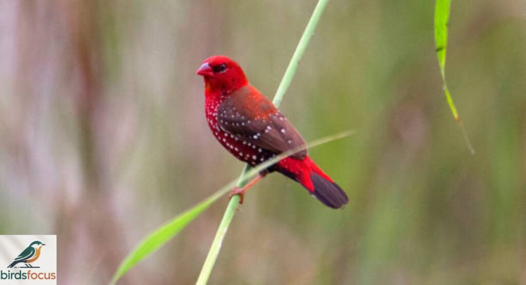 Red Avadavat