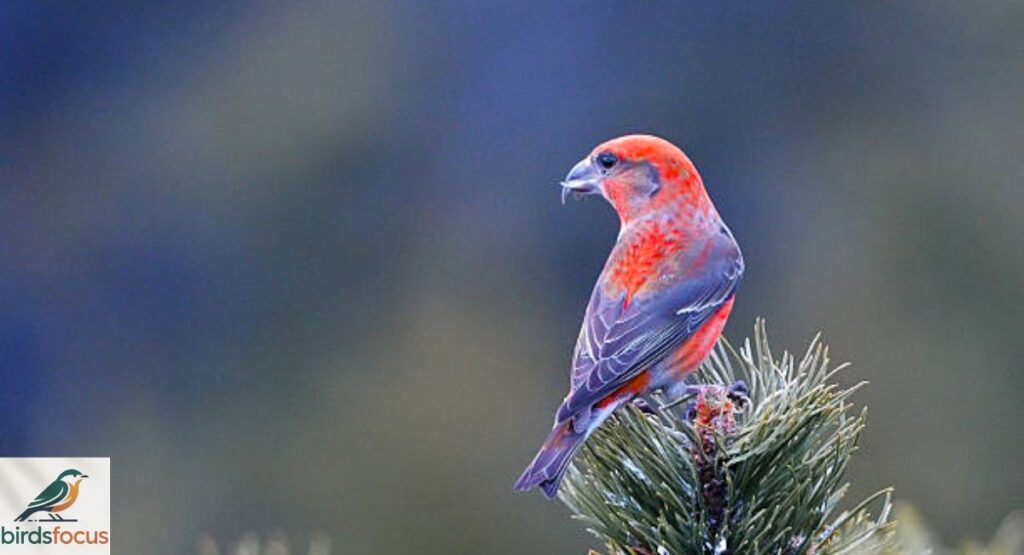 Red Crossbill