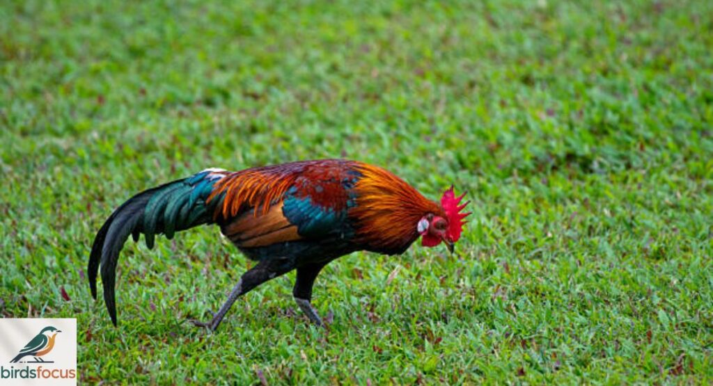 Red Junglefowl Bird