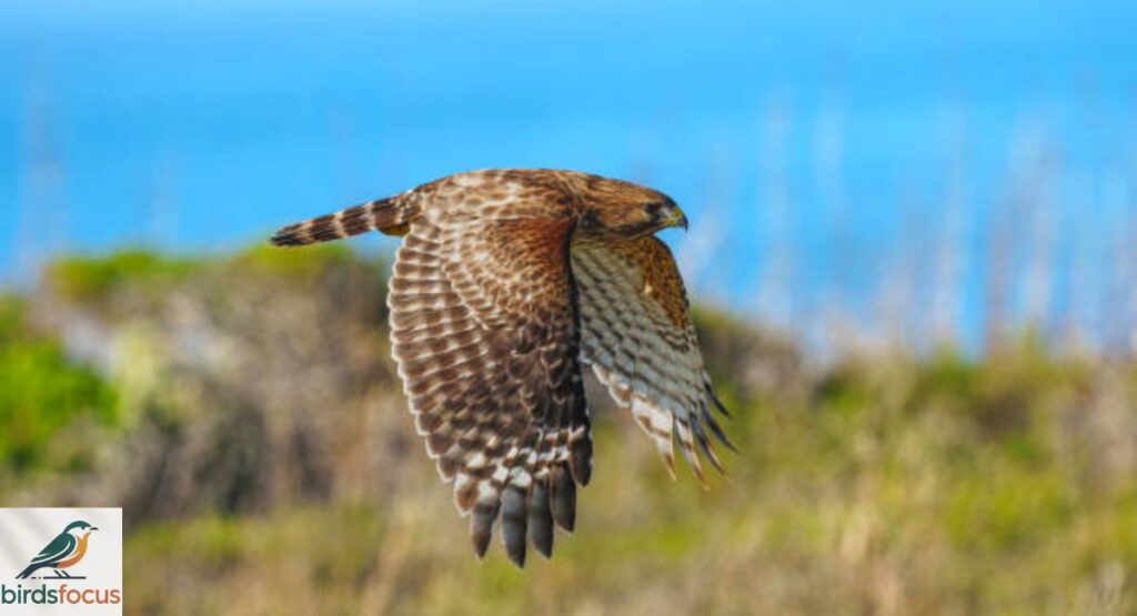 Red-shouldered Hawk